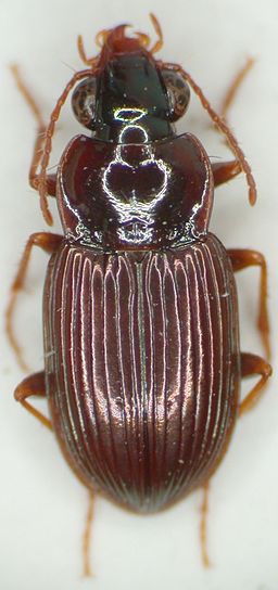 Abaris aenea