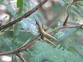 Vachellia sphaerocephala için küçük resim