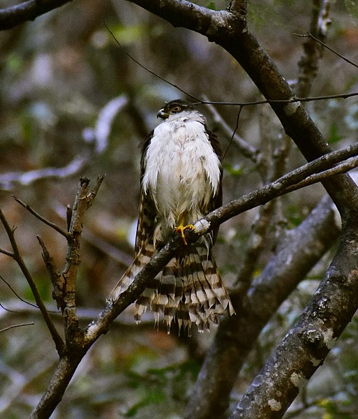 File:Accipiter chionogaster, Tuxtla Gutiérrez, Chiapas, Mexico 1.jpg