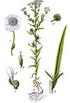 Achillea ptarmica Sturm38.jpg