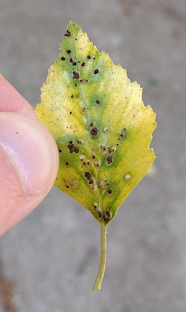 Groene berkenbladmijt