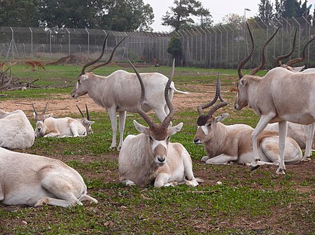 Tập_tin:Addax-SRG001.jpg