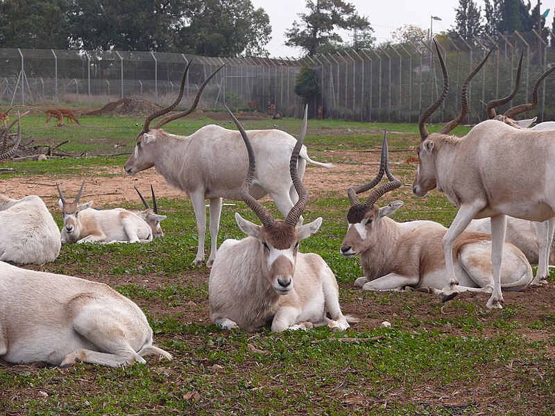 File:Addax-SRG001.jpg