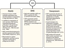 Suppression of the RAAS, SNS, and vasopressin systems by natriuretic peptides/ Adrenergic signaling on natriuretic peptides.jpg