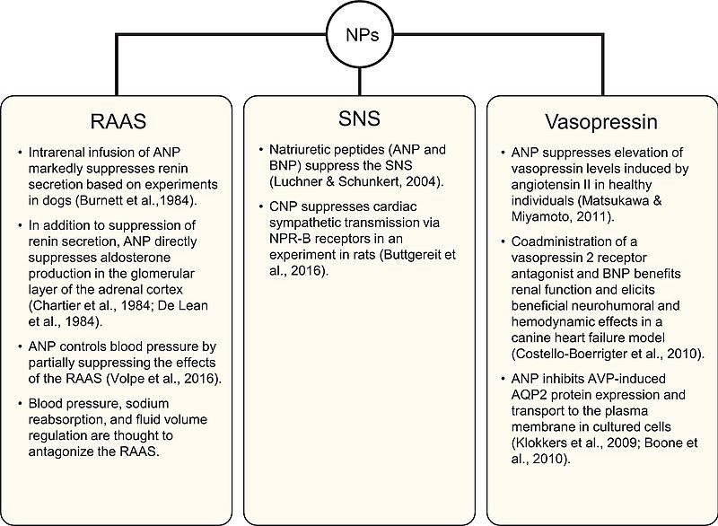 File:Adrenergic signaling on natriuretic peptides.jpg