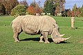 * Nomination Adult White Rhinoceros (Ceratotherium simum simum) (CWPG) --Vauxford 14:14, 22 October 2018 (UTC) * Promotion  Support Good quality. --George Chernilevsky 15:08, 22 October 2018 (UTC)