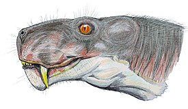 Aelurognathus tigriceps