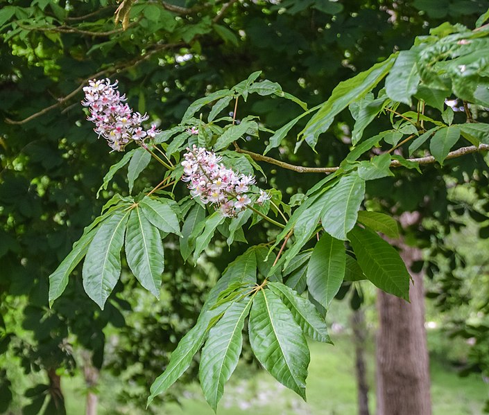 File:Aesculus indica in Hackfalls Arboretum (4).jpg