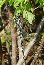 Vignette pour Aeshna constricta