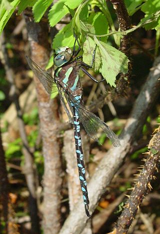 <i>Aeshna constricta</i> Species of dragonfly