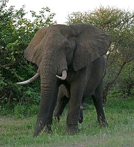 Самец в Национальном парке Крюгера, ЮАР
