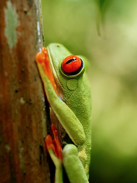 File:Agalychnis callidryas (eye detail).jpg