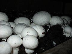 Agaricus bisporus mushroom.jpg