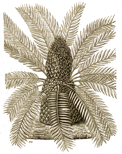 Encephalartos pungens