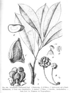 <i>Allanblackia</i> Genus of flowering plants