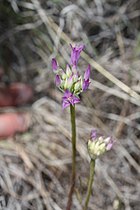 Allium acuminatum