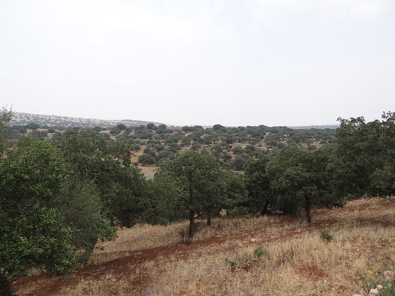 File:Aloni Beit Keshet Nature reserve west (3).JPG