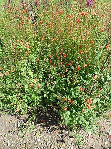 گیاه Alonsoa warscewiczii (Scrophulariaceae). JPG