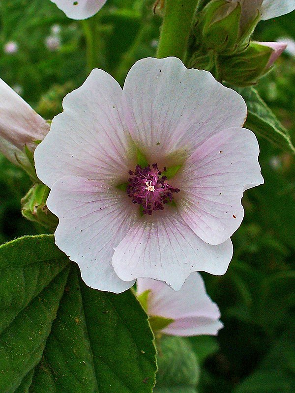 The marsh-mallow plant (Althaea officinalis)