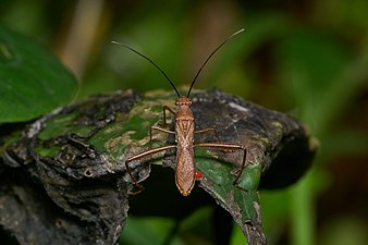 Alydidae