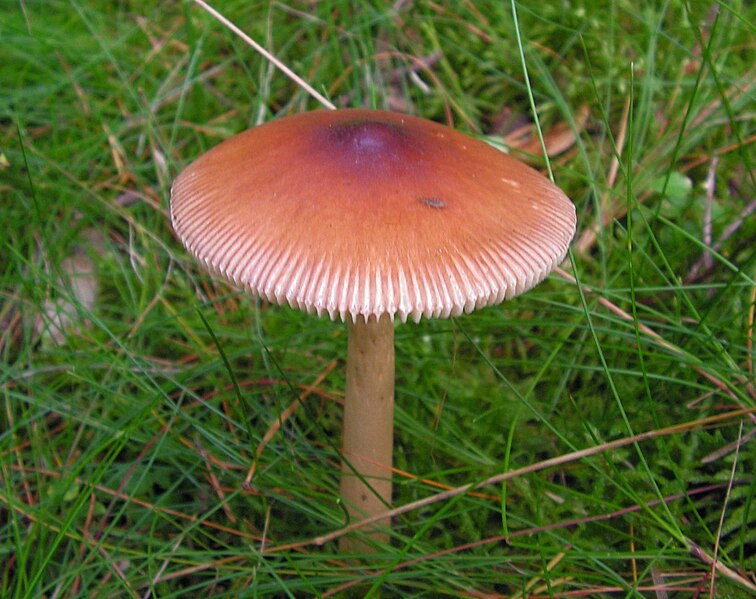 File:Amanita fulva 02.jpg