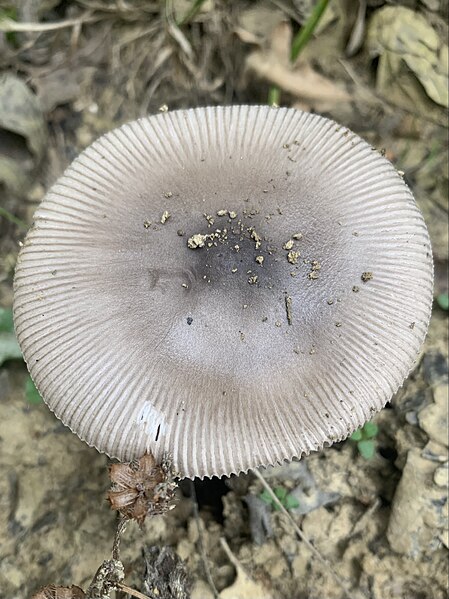 File:Amanita vaginata 3.jpg