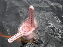 Amazon river dolphin - Wikipedia