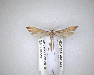 <i>Amblyptilia heliastis</i> Species of plume moth