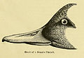 From A catalogue of the birds of Indiana by Amos W. Butler. 1891.