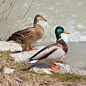 Living female (left) and male (right) Anas platyrhynchos, or mallard ducks Anas platyrhynchos male female quadrat.jpg