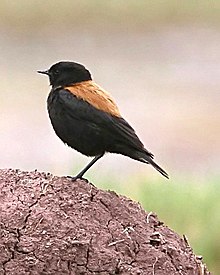 Andean Negrito (Lessonia oreas) on the ground, side view.jpg