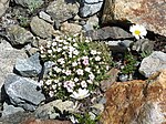 Androsace alpina & Leucanthemopsis alpina.jpg