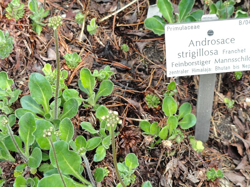 File:Androsace strigillosa - Botanischer Garten München-Nymphenburg - DSC07615.JPG