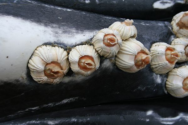 Whale barnacles on a humpback whale