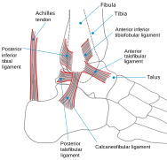 Ankle en.svg