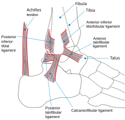 Caviglia en.svg