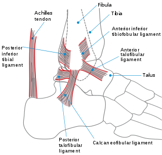 Ankle Region where the foot and the leg meet