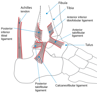 Ankle en.svg