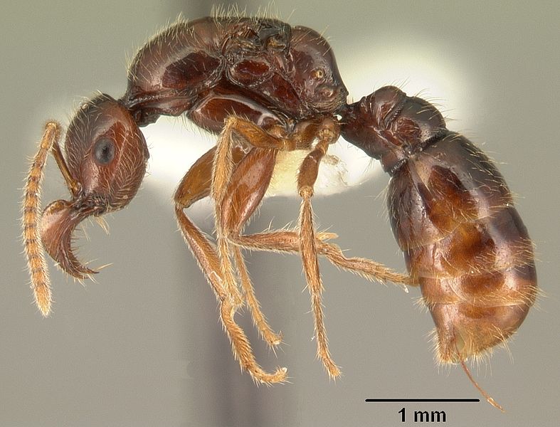 File:Anomalomyrma taylori casent0101976 profile 1.jpg