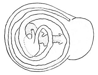 Digestive system of gastropods