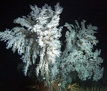 Antipathes dendrochristos growing several hundred meters down in the ocean Antipathes dendrochristos.jpg