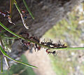 Ants cultivating aphids02.jpg