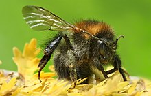 Bombus pascuorum, originally described as Apis pascuorum Apinae Bombus pascuorum.jpg