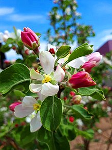 Fleur de pommier (Sibérie orientale).