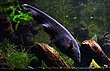 Apteronotus albifrons Тропический аквариум Palais de la Porte Dorée 10 04 2016 1.jpg 