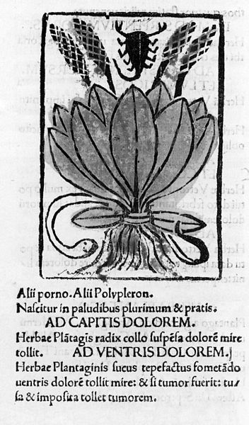 File:Apuleius Plantain v. 1484.jpg