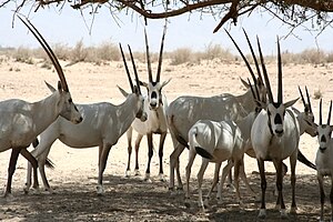Oryx Leucoryx