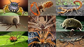 Arachnida collage (Update).jpg