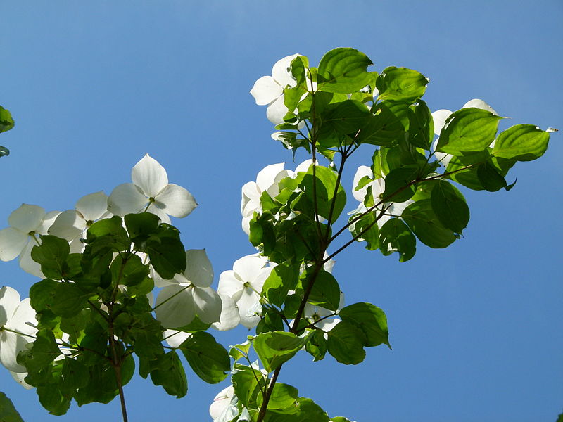 File:Arbre en fleurs.JPG