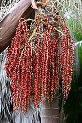 Fruit of the Bangalow palm